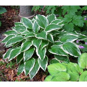 Árnyliliom 2 lit. Albomarginata