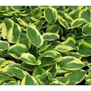 Árnyliliom 2 lit. Aureomarginata