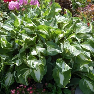 Árnyliliom 2 lit mediovariegata