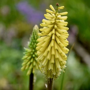Sárga fáklyaliliom 2 literes konténerben Sárga fáklyaliliom 2 literes konténerben