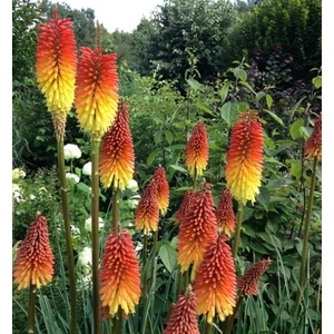 Fáklyaliliom Grandiflora 2 literes konténerben Fáklyaliliom Grandiflora 2 literes konténerben