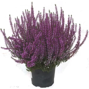 Csarab 12 cm-es cserépben