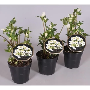 Hunyor 13 cm-s cserépben