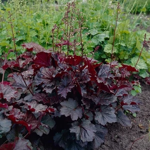 Bordó tűzeső 2 literes kont. Bordó tűzeső 2 literes kont.