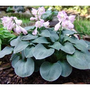 Árnyliliom 2 lit. blue mouse ears