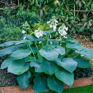 Árnyliliom 2 lit. Bressingham Blue