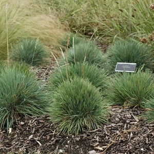 Fényperje, 1 literes kont.