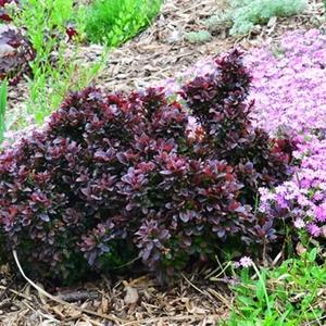 Törpe lila borbolya 2 lit. kont. Törpe lila borbolya 2 lit. kont.