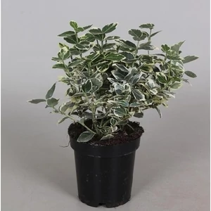 Kúszó kecskerágó 2 lit. kont fehér Kúszó kecskerágó 2 lit. kont fehér