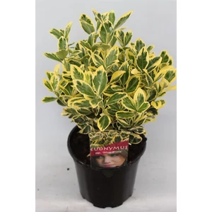 Japán Kecskerágó 2 lit. kont sárga Japán Kecskerágó 2 lit. kont sárga