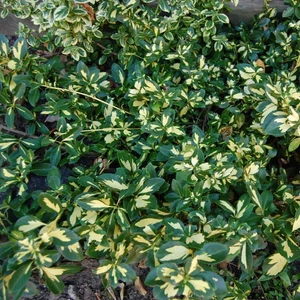 Kúszó kecskerágó 2 lit. kont sunspot