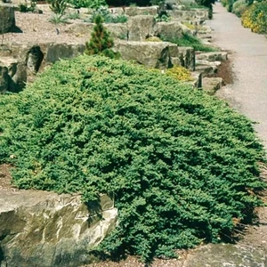 Japán törpeboróka 2 literes kont. Japán törpeboróka 2 literes kont.