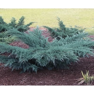 Kéklombú virginiai boróka 2 literes kont. Kéklombú virginiai boróka 2 literes kont.