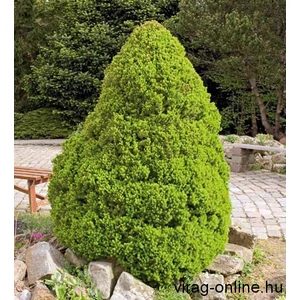 Cukorsüvegfenyő 2 lit. kont. 30-50 cm Cukorsüvegfenyő 2 lit. kont. 30-50 cm