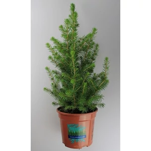 Cukorsüvegfenyő 20-30 cm Cukorsüvegfenyő 20-30 cm