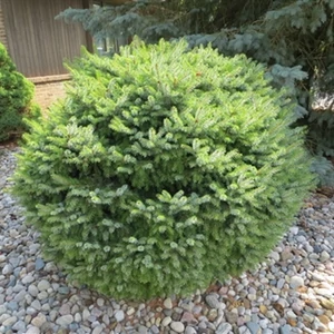 Törpe Szerb-luc 2 lit kont.  Törpe Szerb-luc 2 lit kont.