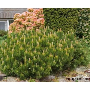 Havasi törpefenyő 2 lit. Havasi törpefenyő 2 lit.