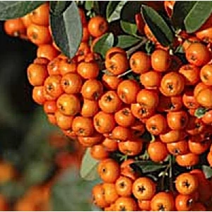 Tűztövis 2 lit. narancs Orange glow Tűztövis 2 lit. narancs Orange glow