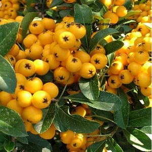 Tűztövis 2 lit. kont. sárga, soleil d'or