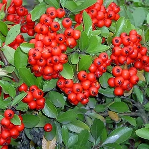 Tűztövis 2 lit. kont. piros