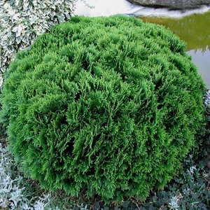 Törpe Nyugati Tuja. 2 lit. Thuja Danica Törpe Nyugati Tuja. 2 lit. Thuja Danica