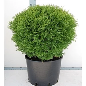 Thuja occ. Tiny Tim 2 literes kont. Thuja occ. Tiny Tim 2 literes kont.