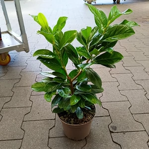 Babérmeggy 30-50 cm, 2 lit. kont.  Babérmeggy 30-50 cm, 2 lit. kont.