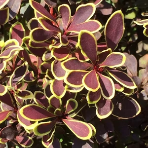 Borbolya golden ruby 2 lit.