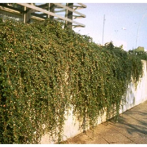 Madárbirs 30-40cm Madárbirs 30-40cm