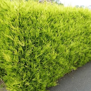 Arany, sárga hamisciprus 2 literes konténerben Arany, sárga hamisciprus 2 literes konténerben