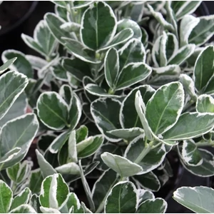 Japán Kecskerágó Kathy. 2 lit. kont fehér Japán Kecskerágó Kathy. 2 lit. kont fehér