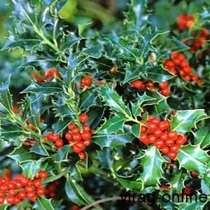 Magyal 3 kit. konténerben Magyal 3 kit. konténerben