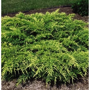 Óarany terülő boróka 2 literes kont II Óarany terülő boróka 2 literes kont II