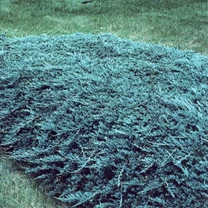 Henyeboróka 2 literes kont. Henyeboróka 2 literes kont.