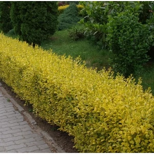 Aranyfagyal 2 lit. konténerben 30-50 cm Aranyfagyal 2 lit. konténerben 30-50 cm