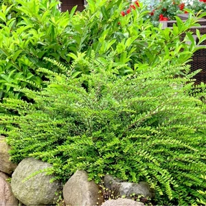 Terülő Mirtuszlonc 2 lit kont Terülő Mirtuszlonc 2 lit kont