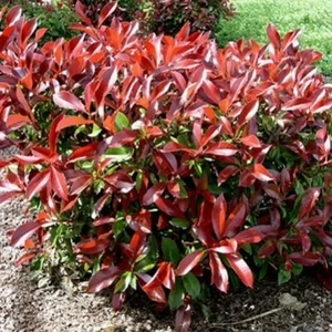 Korallberkenye Little Red Robin 2 lit. kont. Korallberkenye Little Red Robin 2 lit. kont.