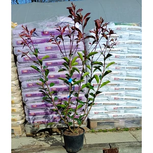 Korallberkenye bokor 70-80 cm