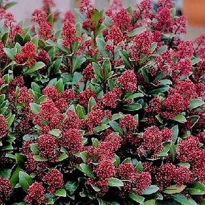 Japán dérbabér 10 cm-s cserépben Japán dérbabér 10 cm-s cserépben