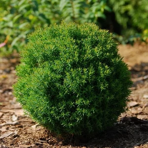 Törpe Nyugati Thuja. 2 lit. teddy