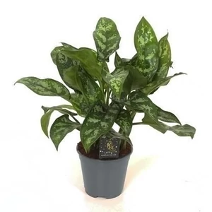 Rákvirág 12 cm-s cserépben Rákvirág 12 cm-s cserépben