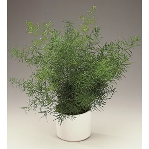 Asparágusz 12 cm-s cserépben 30 cm Asparágusz 12 cm-s cserépben 30 cm