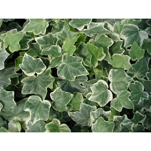 Borostyán 13cm cserépben fehér-tarka