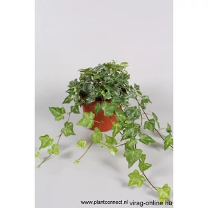 Borostyán 13cm cserépben sárga-tarka