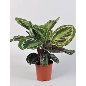 Nyílgyökér, Calathea Roseopicta 40 cm Nyílgyökér, Calathea Roseopicta 40 cm