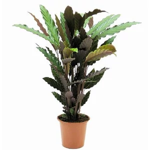 Calathea rufibarba 14 cm-es cserpben - Zebralevl