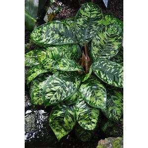 Homalomena 14 cm-s cserépben Homalomena 14 cm-s cserépben