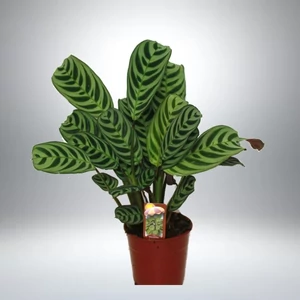 Fésűvirág 14 cm-s cserépben Fésűvirág 14 cm-s cserépben