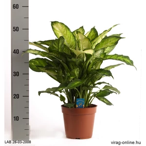 Buzogányvirág, Dieffenbachia 17 cm-s cserépben