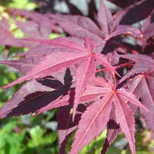 Japán Juhar 3 it.- 40-60cm